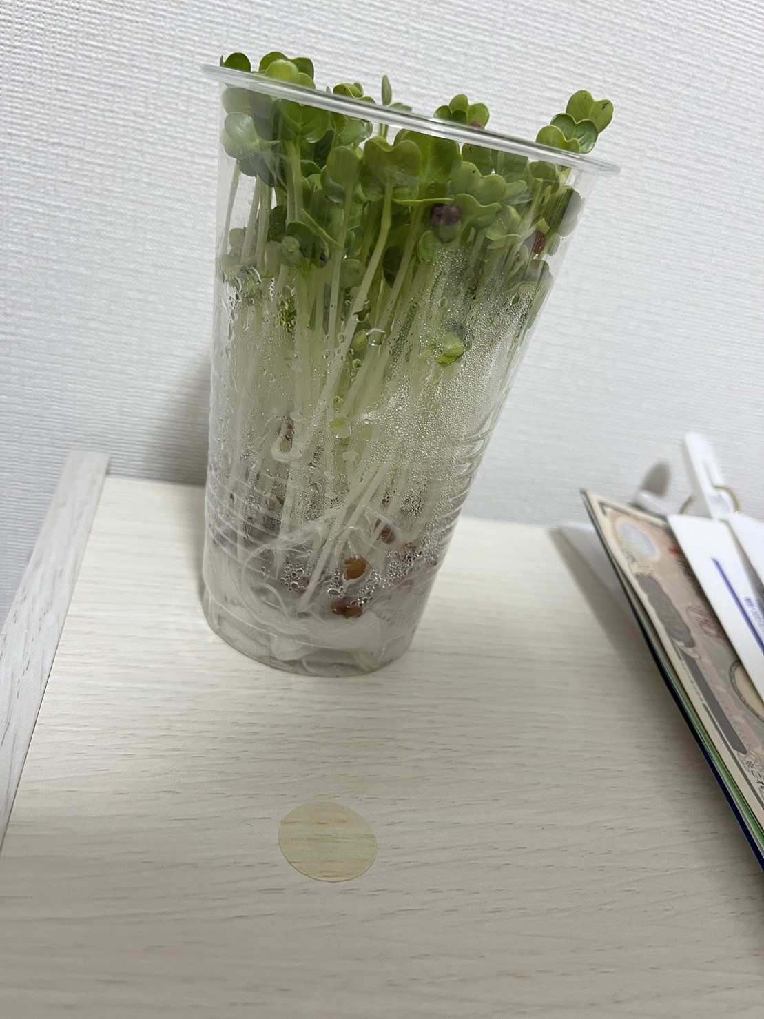 http://www.ige.tohoku.ac.jp/prg/watanabe/as-vegetable2023/images/16%E6%97%A5.jpg