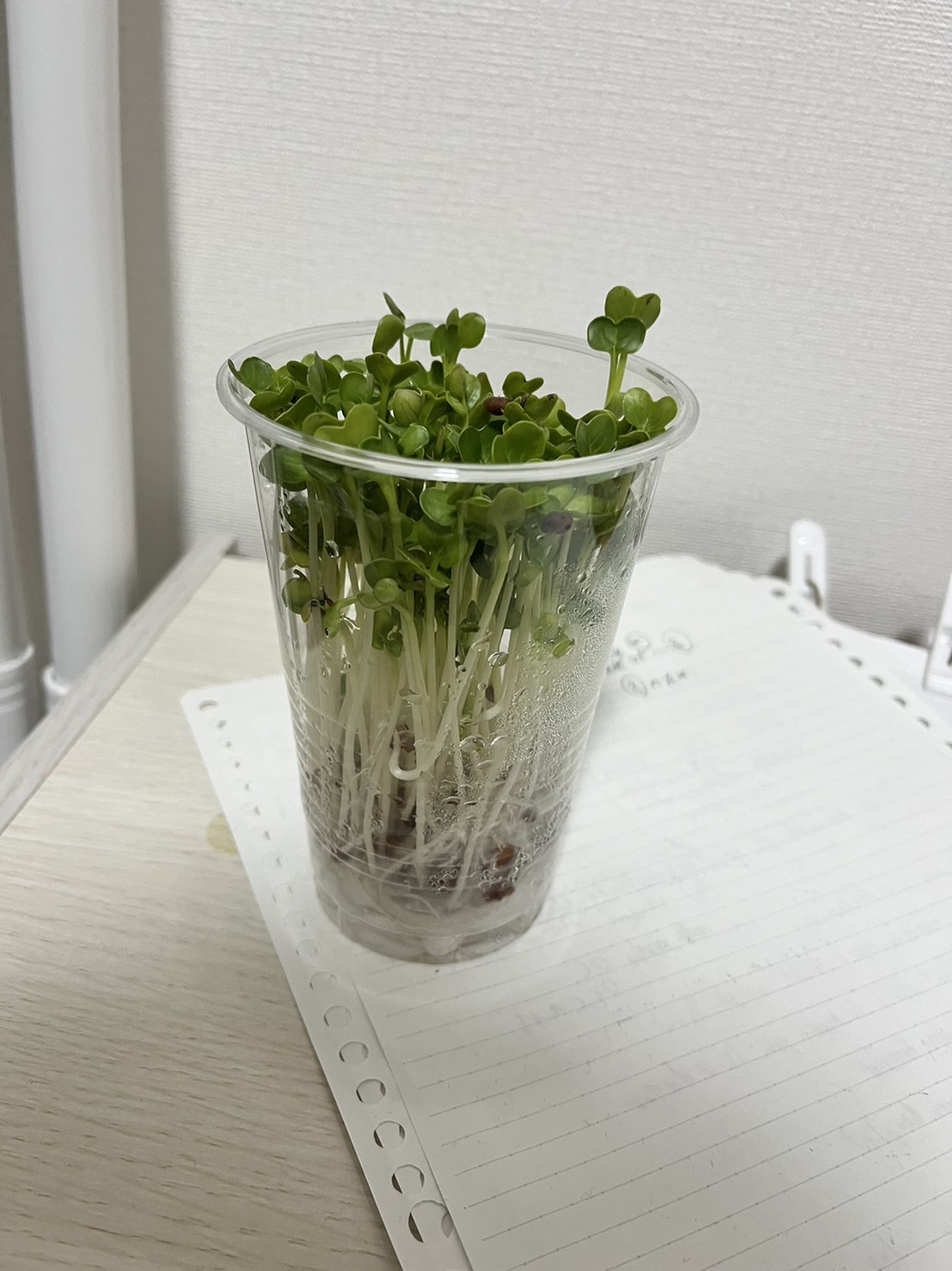 http://www.ige.tohoku.ac.jp/prg/watanabe/as-vegetable2023/images/17%E6%97%A5%E5%AE%8C%E6%88%90.jpg