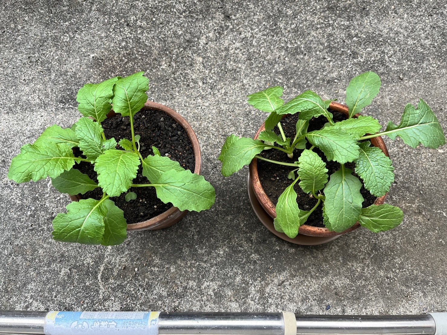 http://www.ige.tohoku.ac.jp/prg/watanabe/as-vegetable2023/images/37%E6%97%A5%E7%9B%AE.jpg