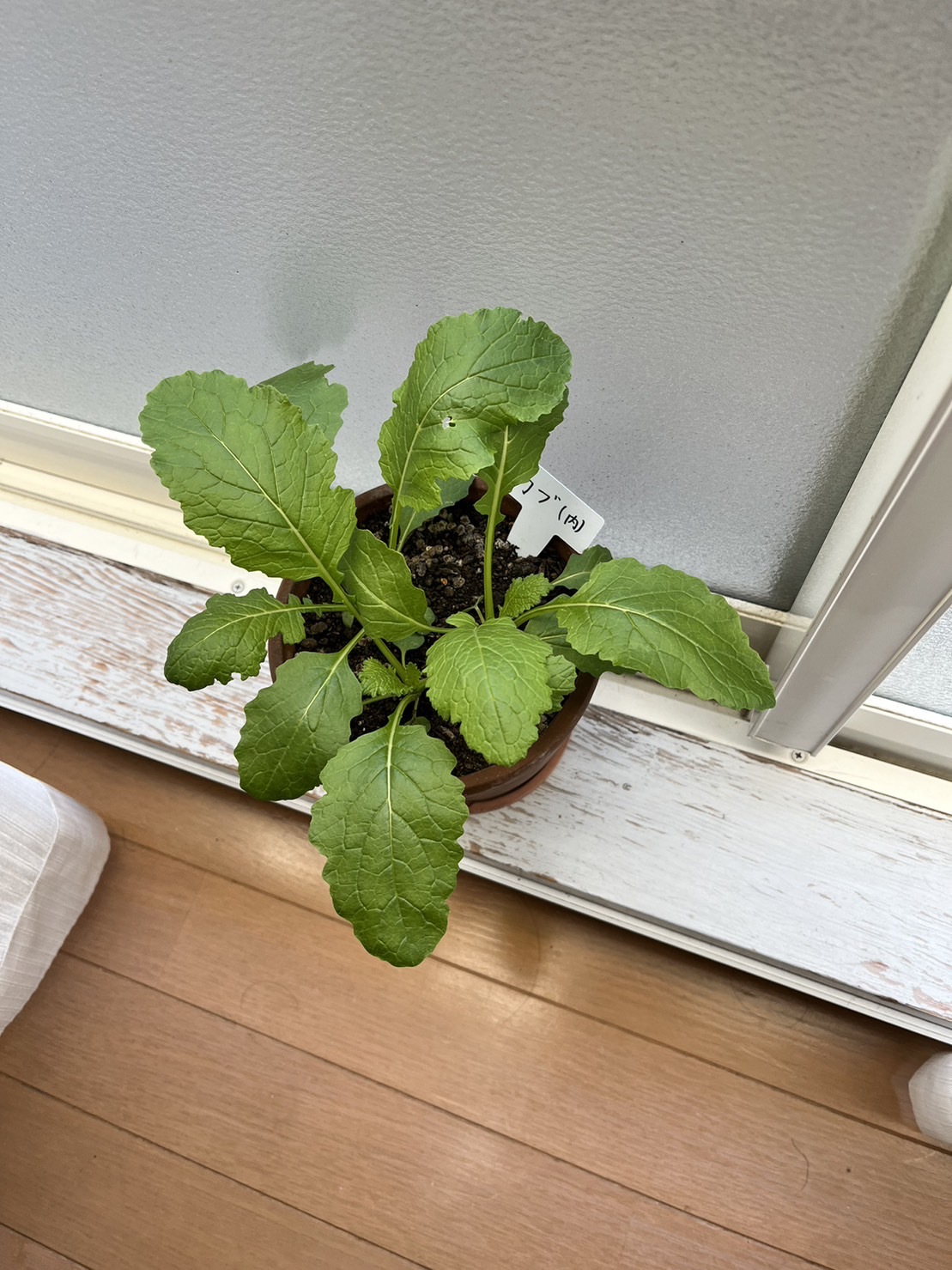 http://www.ige.tohoku.ac.jp/prg/watanabe/as-vegetable2023/images/47%E6%97%A5%E7%9B%AE%E5%86%85.jpg