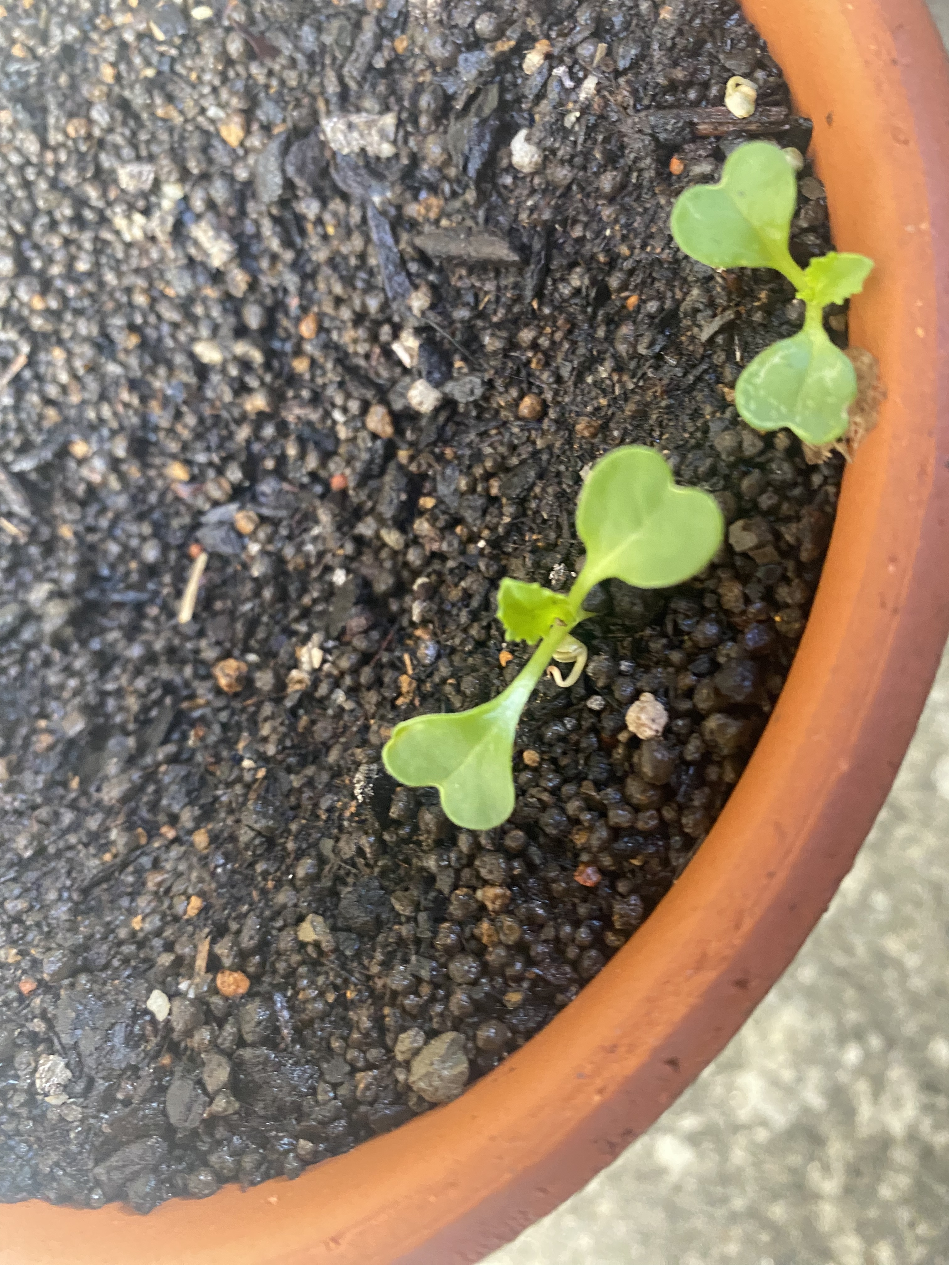 http://www.ige.tohoku.ac.jp/prg/watanabe/as-vegetable2023/images/5379774E-6ABD-4C25-9955-84056A0267E6.jpeg