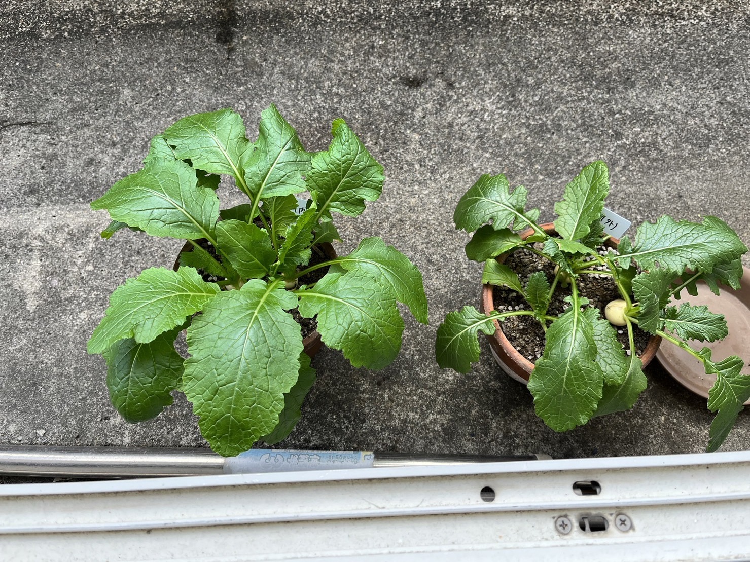 http://www.ige.tohoku.ac.jp/prg/watanabe/as-vegetable2023/images/63%E6%97%A5.jpg