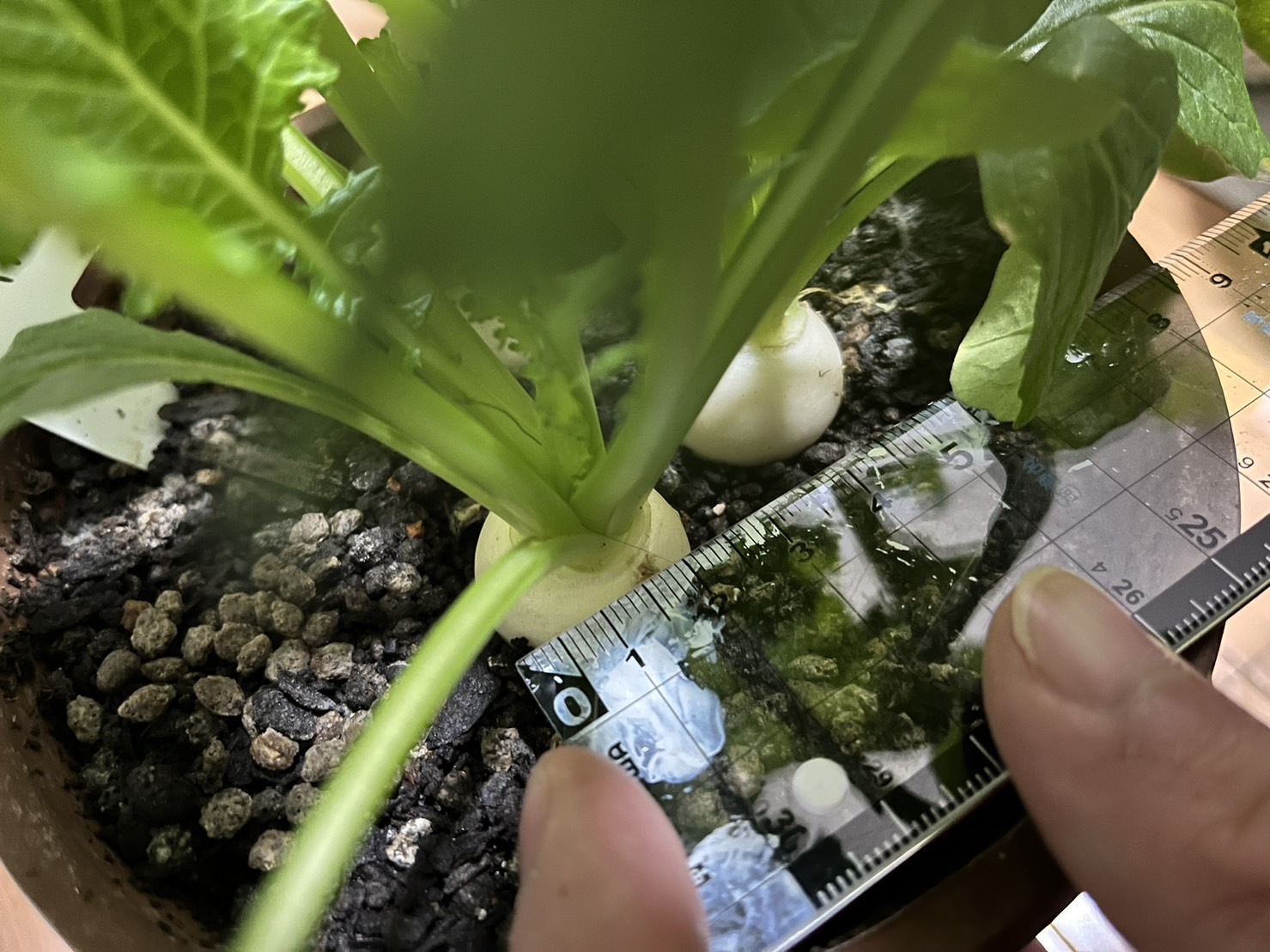 http://www.ige.tohoku.ac.jp/prg/watanabe/as-vegetable2023/images/74%E6%97%A5%E7%9B%AE%E5%86%851.jpg