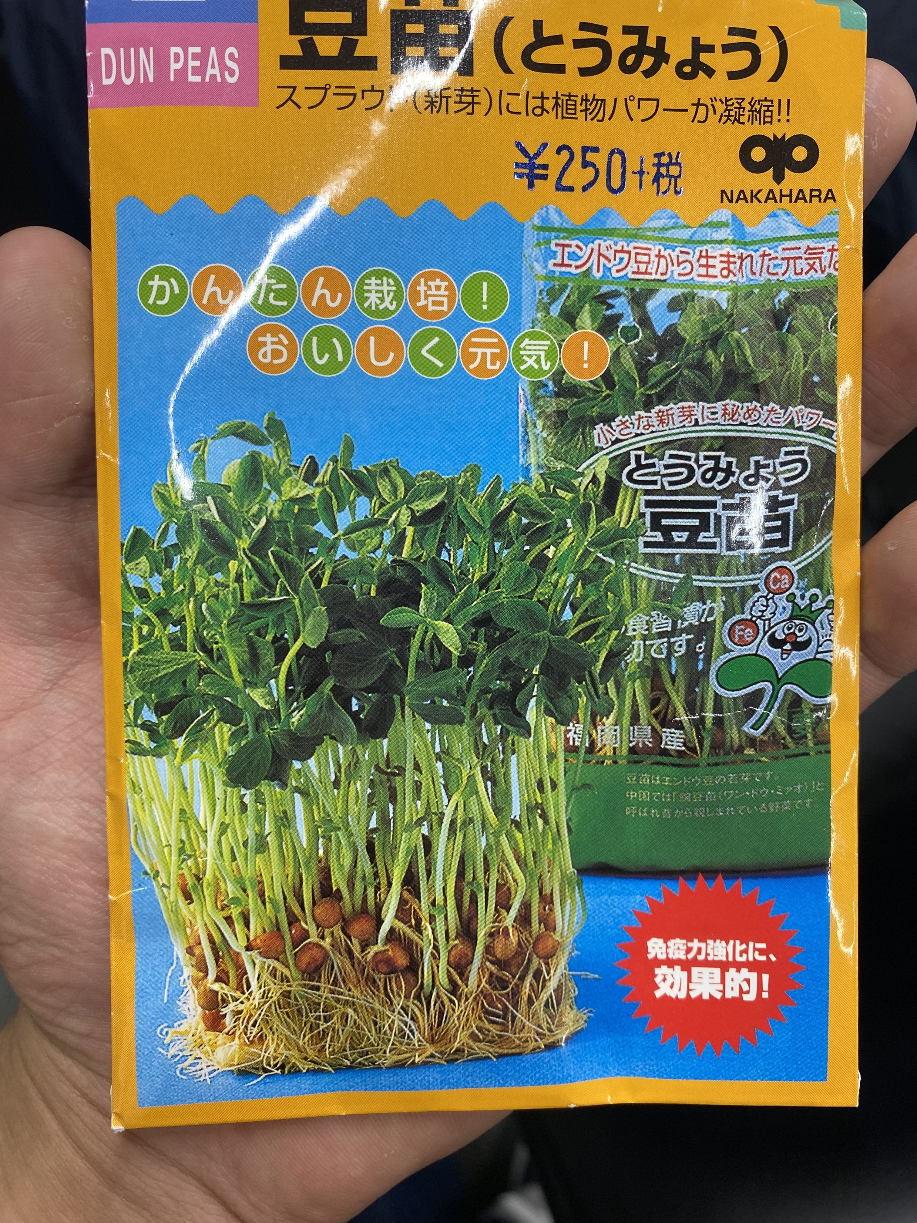 http://www.ige.tohoku.ac.jp/prg/watanabe/as-vegetable2023/images/C1534324-8834-41F8-9911-60E6A62BDE68.jpeg