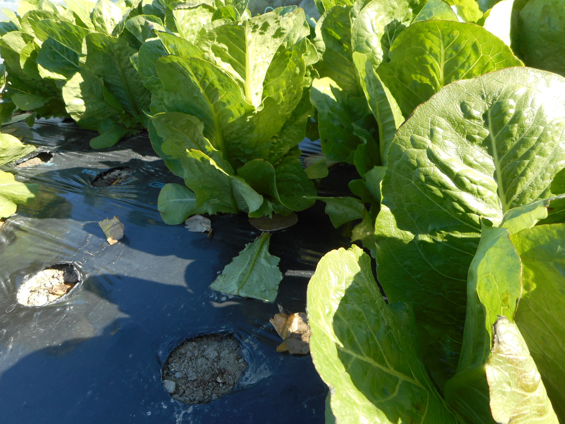 http://www.ige.tohoku.ac.jp/prg/watanabe/as-vegetable2023/images/DSCN8301.JPG