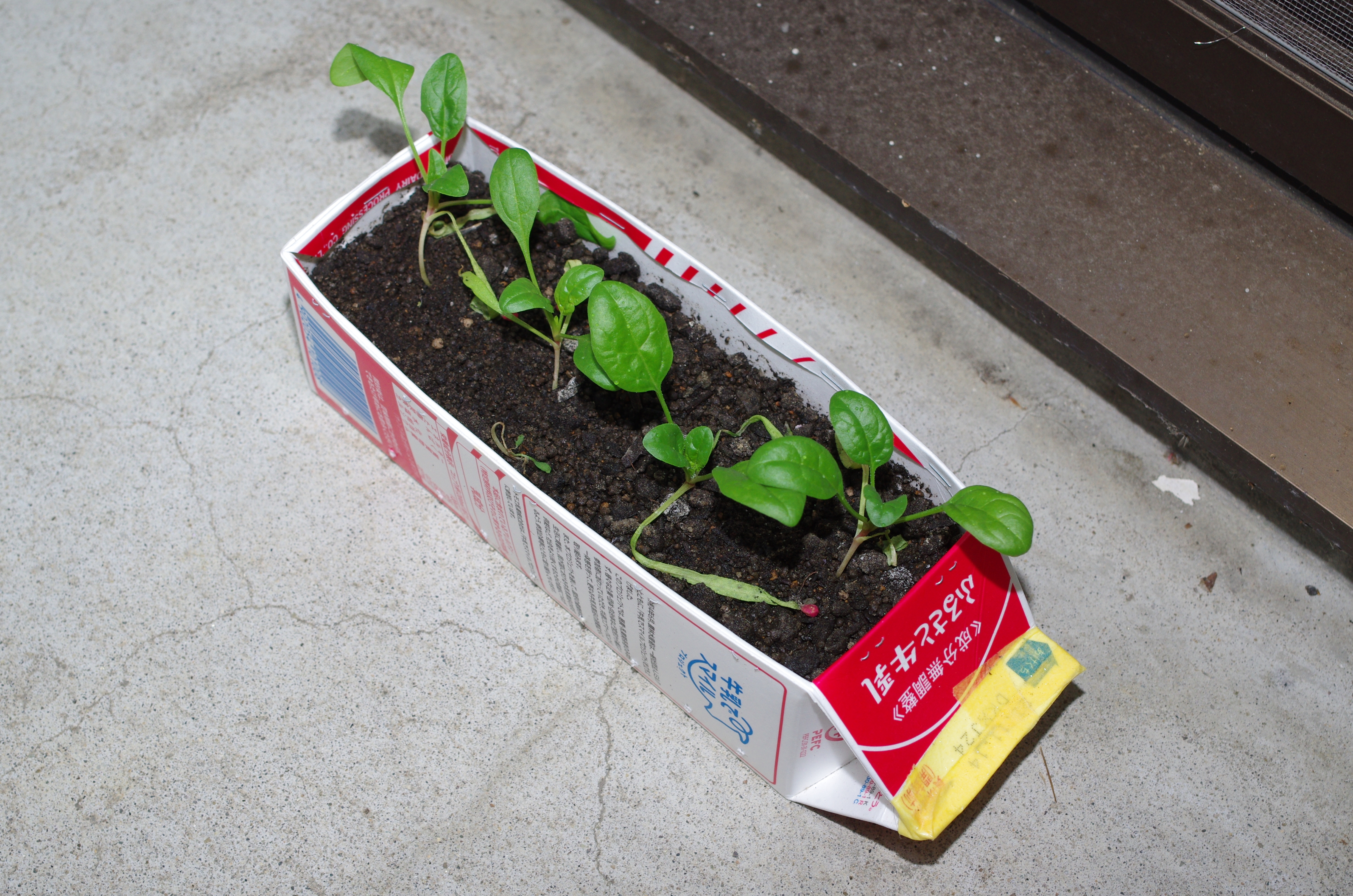 http://www.ige.tohoku.ac.jp/prg/watanabe/as-vegetable2023/images/IMGP4122.JPG