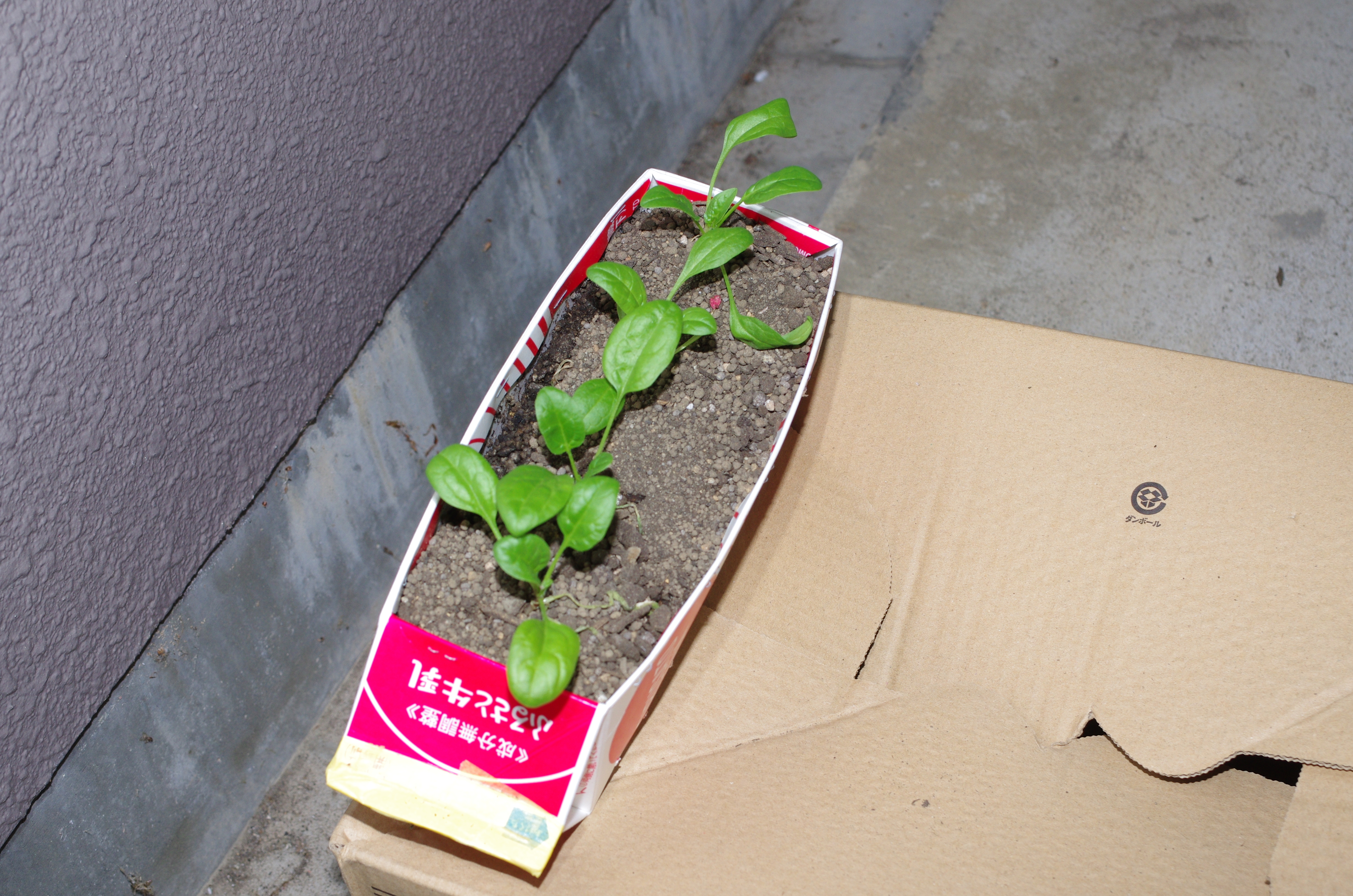 http://www.ige.tohoku.ac.jp/prg/watanabe/as-vegetable2023/images/IMGP4162.JPG