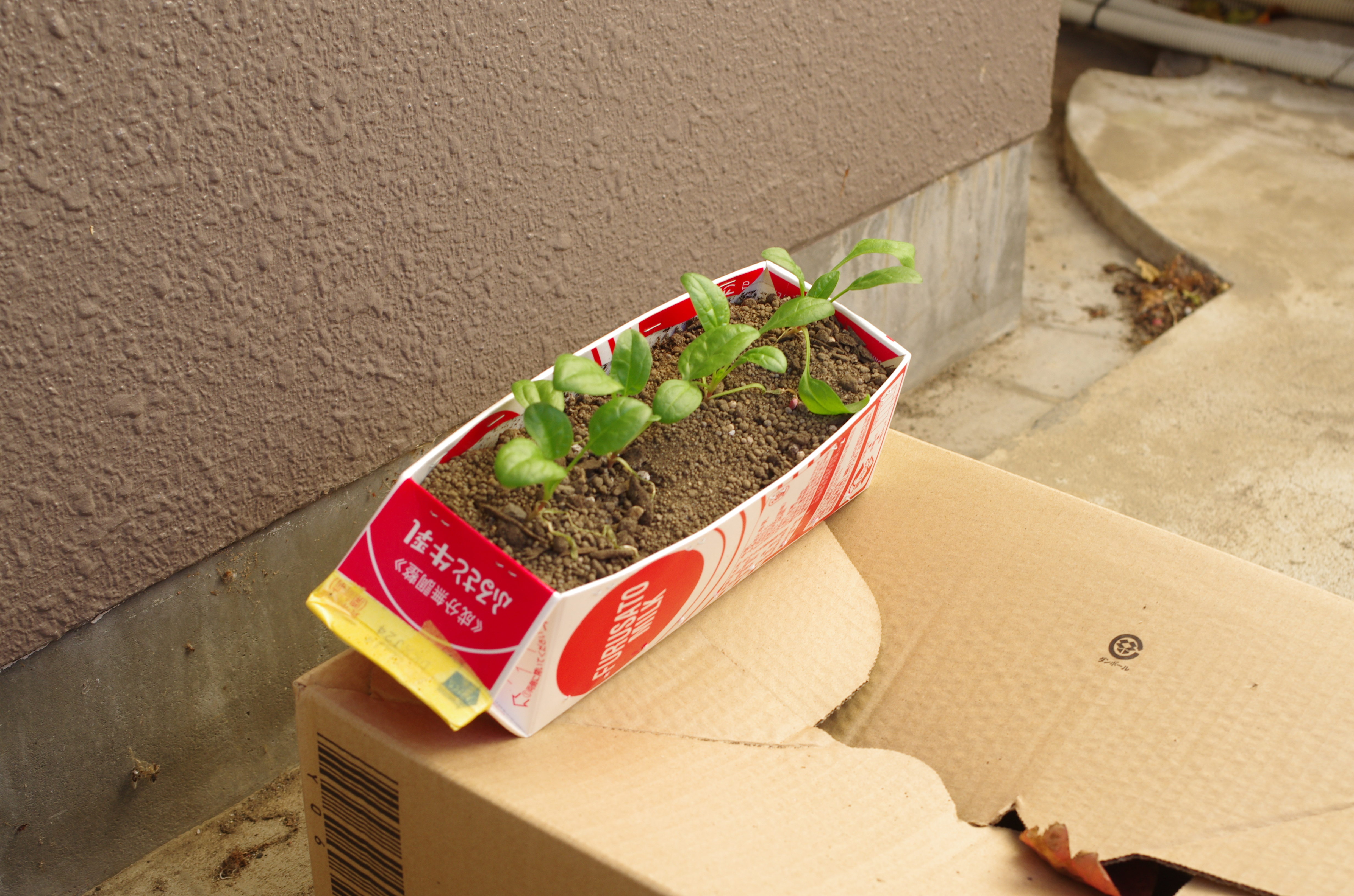http://www.ige.tohoku.ac.jp/prg/watanabe/as-vegetable2023/images/IMGP4166.JPG