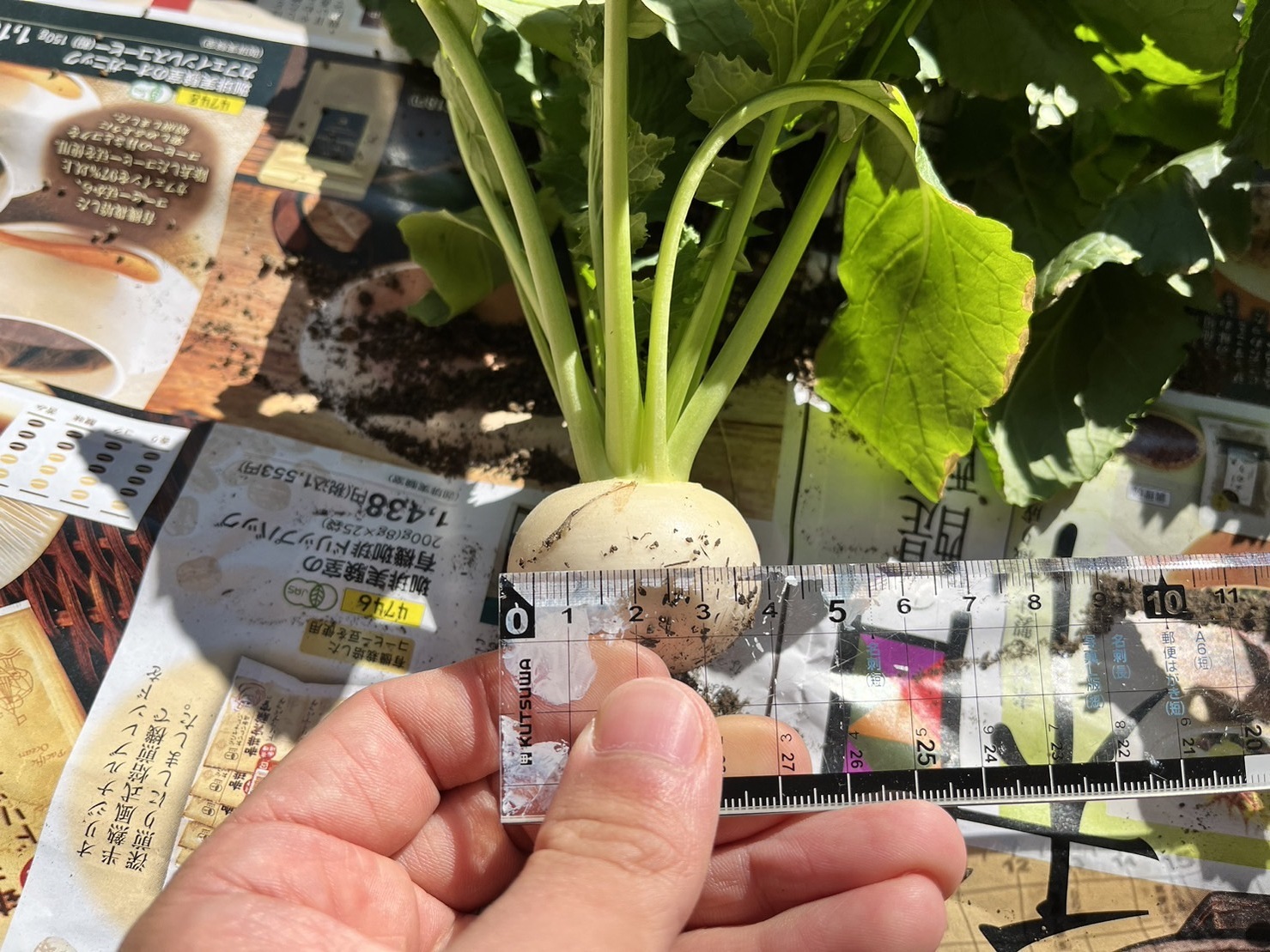 http://www.ige.tohoku.ac.jp/prg/watanabe/as-vegetable2023/images/S__38879250_0.jpg