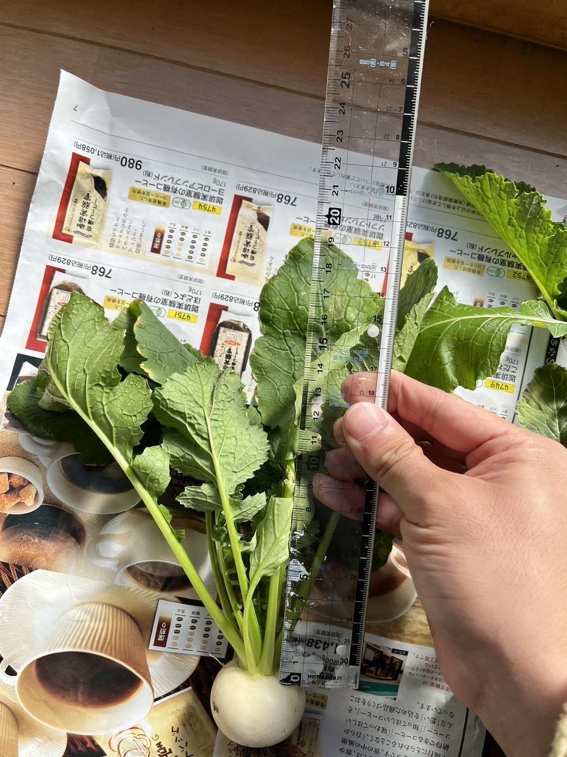 http://www.ige.tohoku.ac.jp/prg/watanabe/as-vegetable2023/images/S__38879254_0.jpg