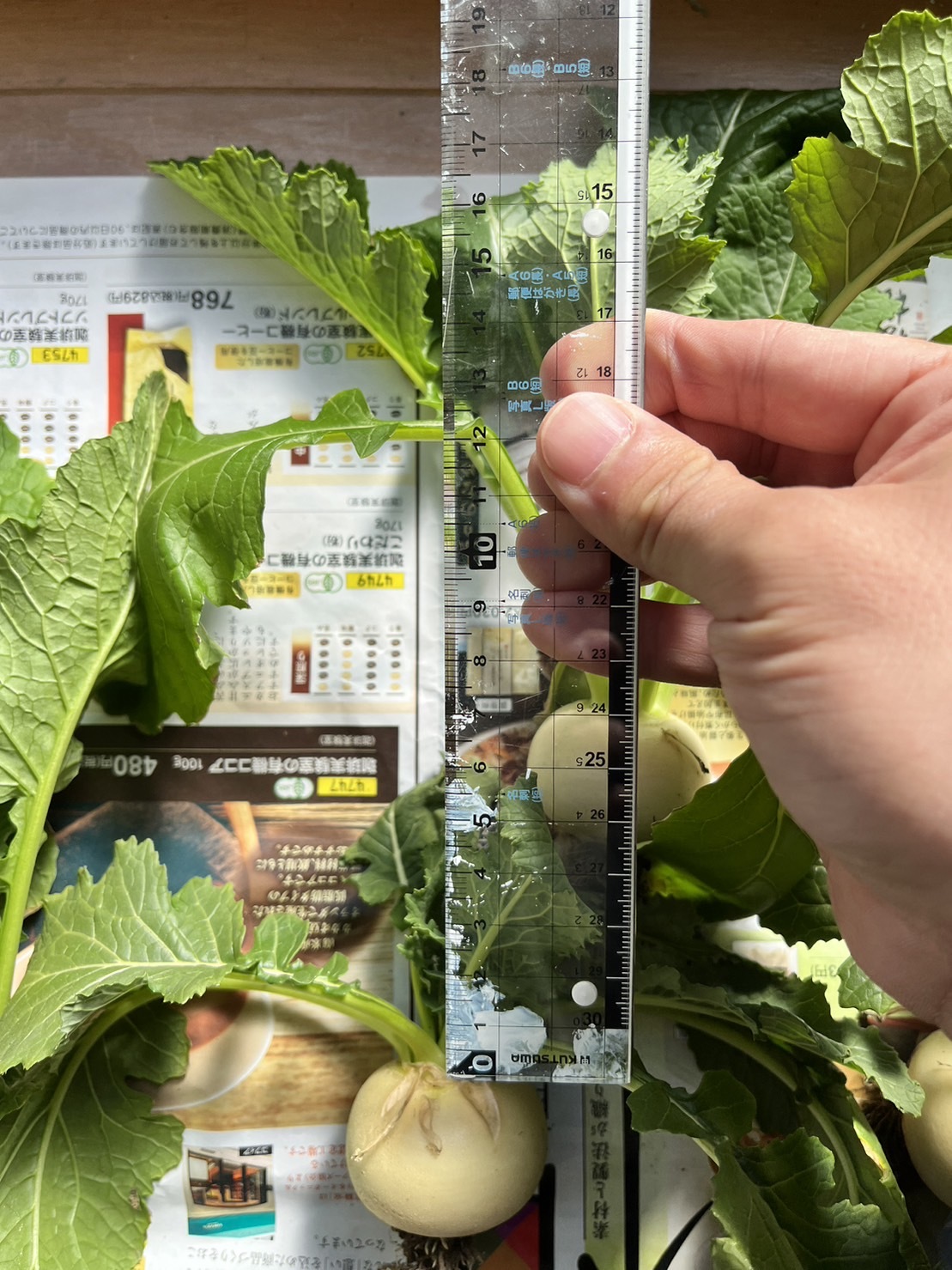 http://www.ige.tohoku.ac.jp/prg/watanabe/as-vegetable2023/images/S__38879255_0.jpg