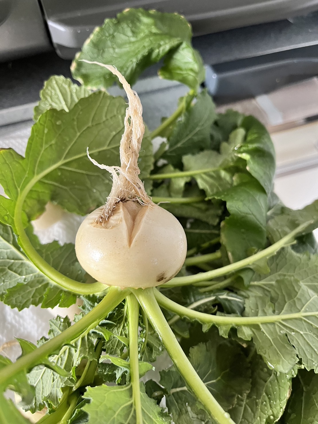 http://www.ige.tohoku.ac.jp/prg/watanabe/as-vegetable2023/images/S__38879256_0.jpg