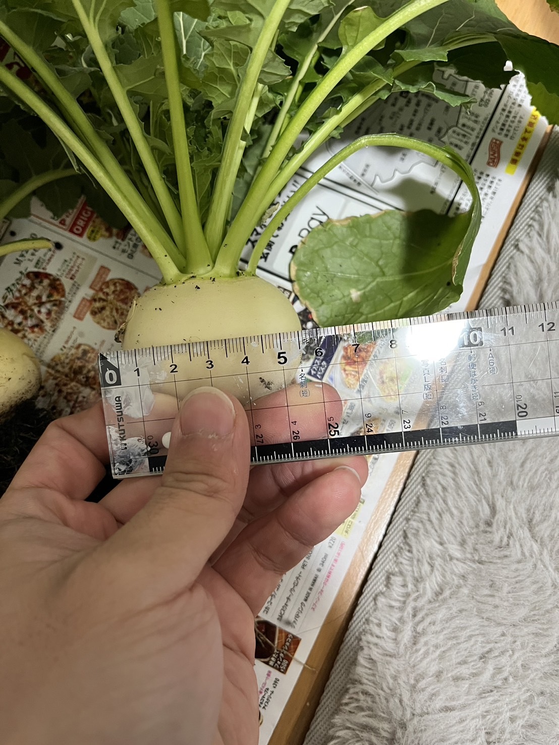 http://www.ige.tohoku.ac.jp/prg/watanabe/as-vegetable2023/images/S__39378957_0.jpg