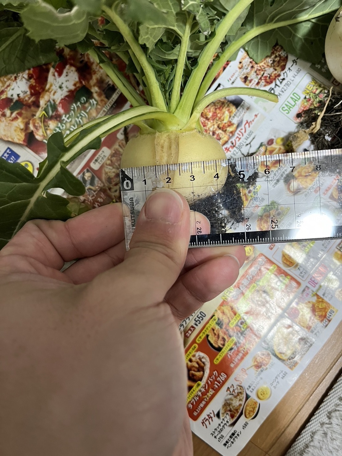 http://www.ige.tohoku.ac.jp/prg/watanabe/as-vegetable2023/images/S__39378958_0.jpg
