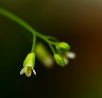 arabidopsis-1.jpg