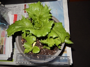 koichiro lettuce2.JPG