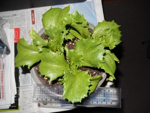 koichiro lettuce3.JPG