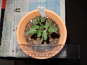 koichiro tomato.JPG