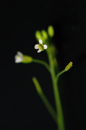 arabidopsis-9.jpg