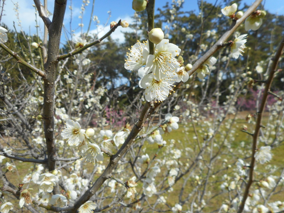 http://www.ige.tohoku.ac.jp/prg/watanabe/news2/images/20190410191105-abf208e2826a7b3a6798b9383e17f7ca32fedc2b.JPG