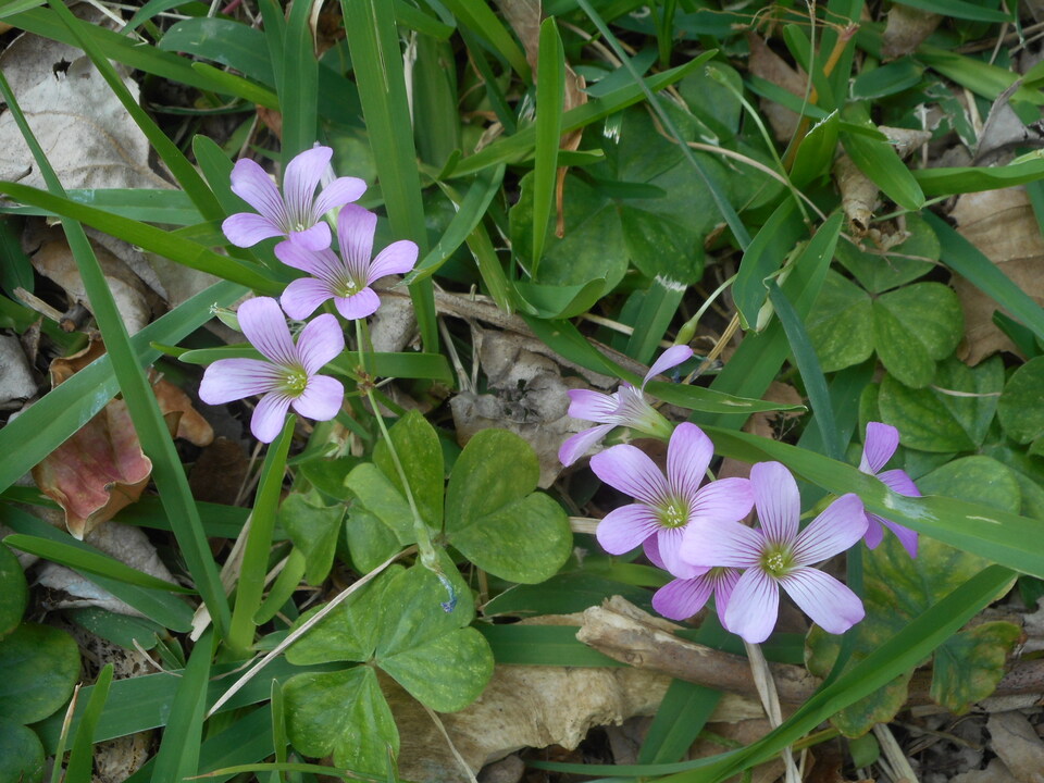 http://www.ige.tohoku.ac.jp/prg/watanabe/news2/images/20201119180359-cfbf3c412a39d13cb94c3703e61848248253df57.JPG