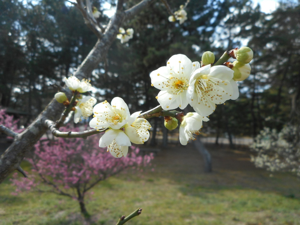 http://www.ige.tohoku.ac.jp/prg/watanabe/news2/images/20210929172827-79cf6c93e0490e30fdcf744a214025e67e080799.JPG