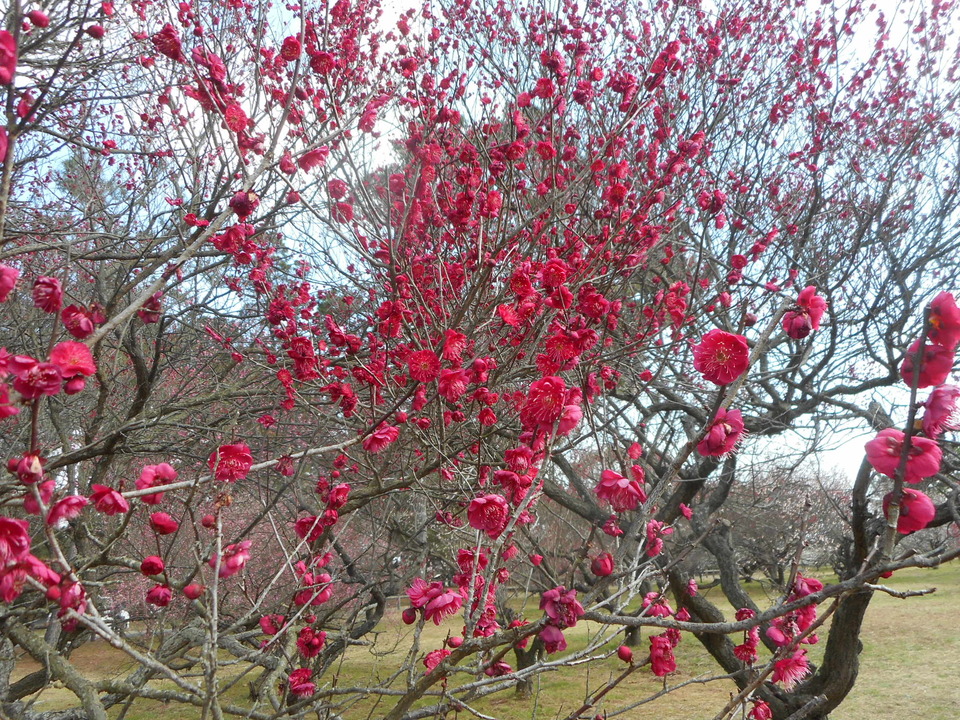 http://www.ige.tohoku.ac.jp/prg/watanabe/news2/images/20220120154101-897bdf49c74f6eb467e6f697559791fb28bedd80.JPG