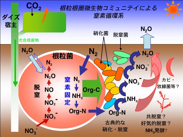 潜在的な長期的な副作用にはどのようなものがありますか?