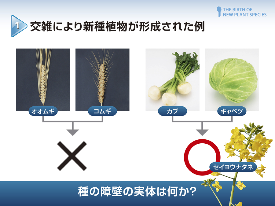 種の障壁の実態は何か？