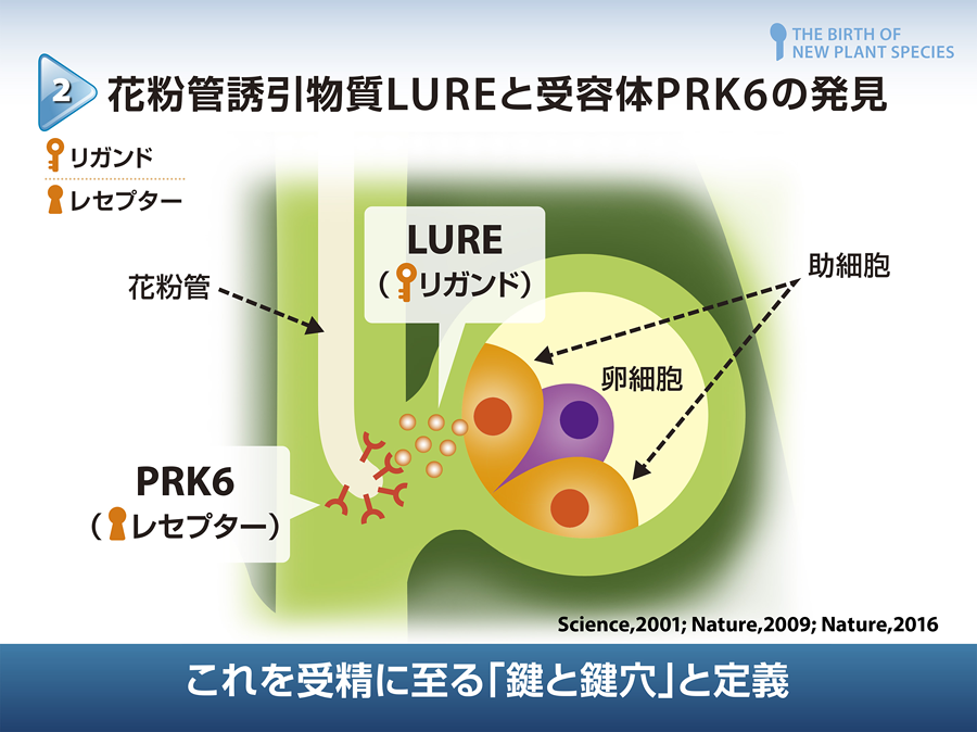 これを受精に至る「鍵と鍵穴」と定義