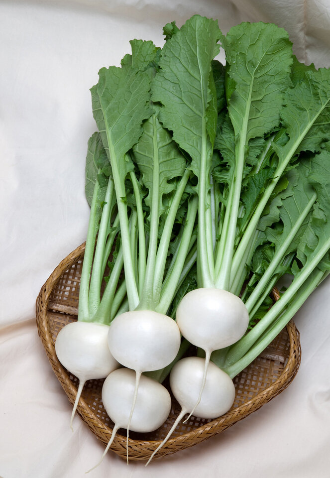 https://www.ige.tohoku.ac.jp/prg/watanabe/as-vegetable/20250214173709-96d61f84a81df128316e4e2ea5e910544bee372d.jpg
