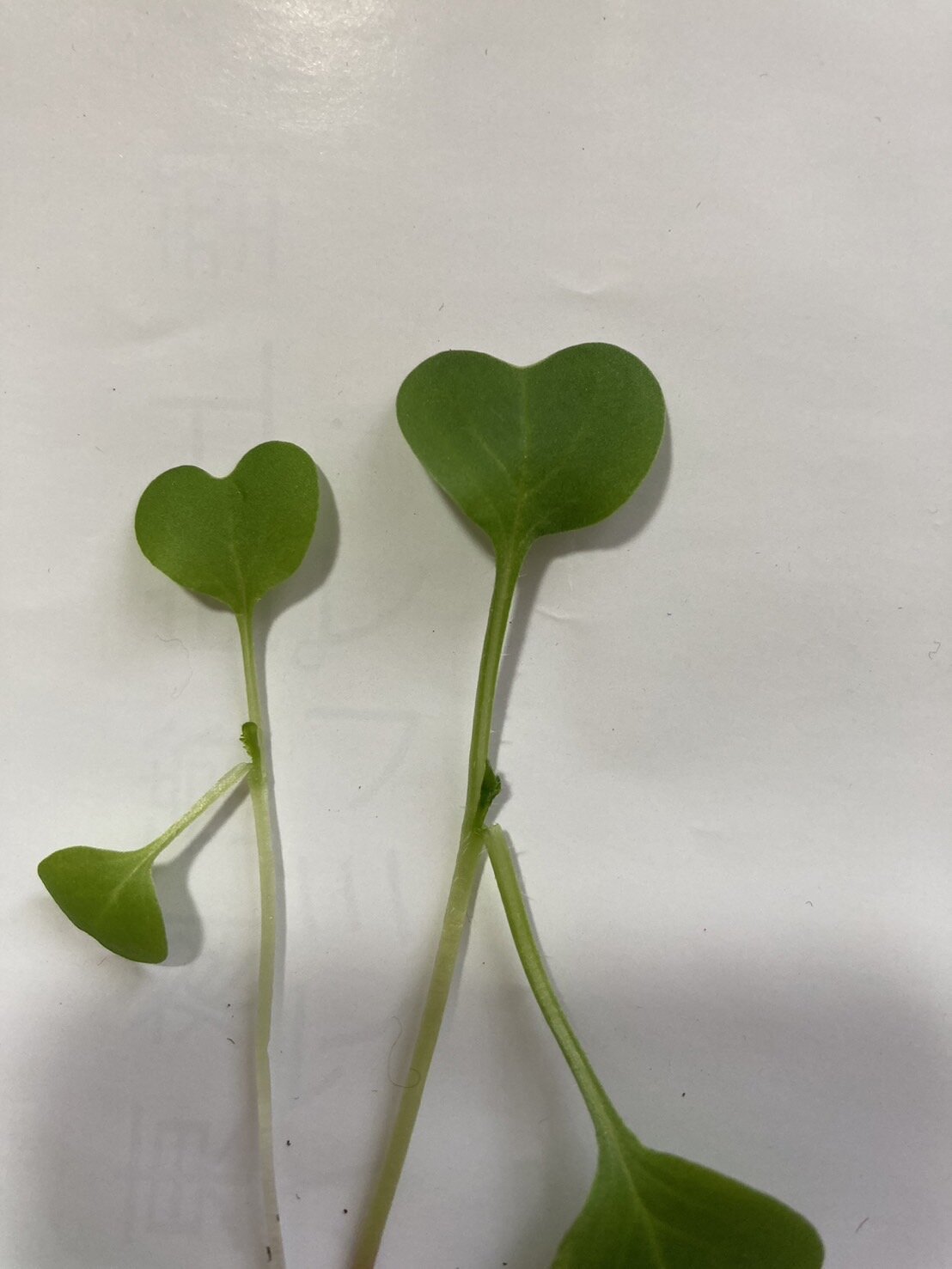 https://www.ige.tohoku.ac.jp/prg/watanabe/as-vegetable2024/2024/10/04a47b1758b1c68be76fcc514cb942b65ca7bd51.jpg