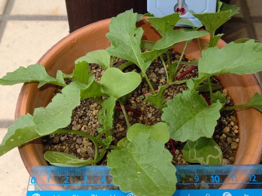 https://www.ige.tohoku.ac.jp/prg/watanabe/as-vegetable2024/2024/10/04d1db706cb64ed7fb5bf0a41198954b29f42dcb.jpg