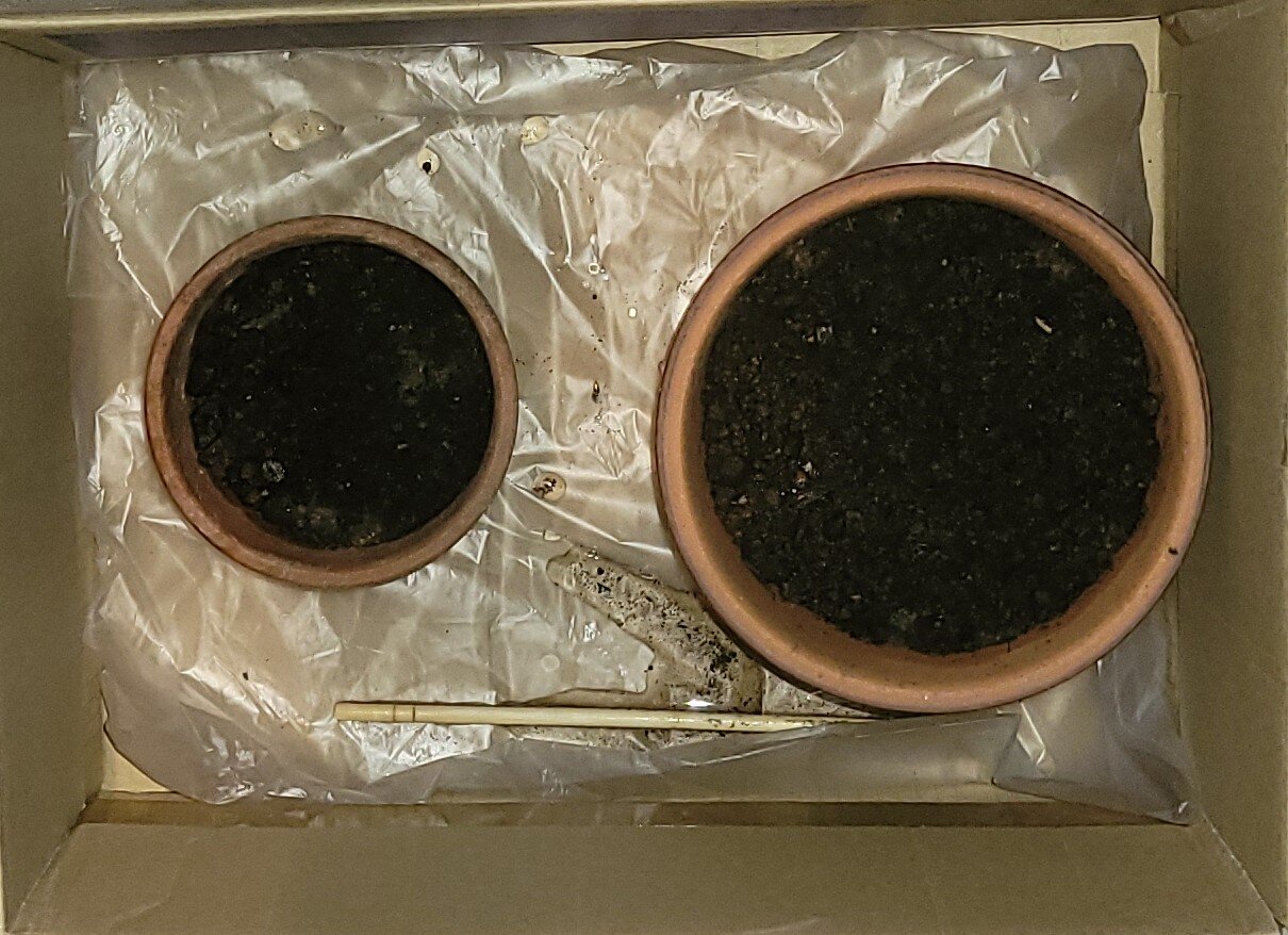 https://www.ige.tohoku.ac.jp/prg/watanabe/as-vegetable2024/2024/10/1000024670.jpg