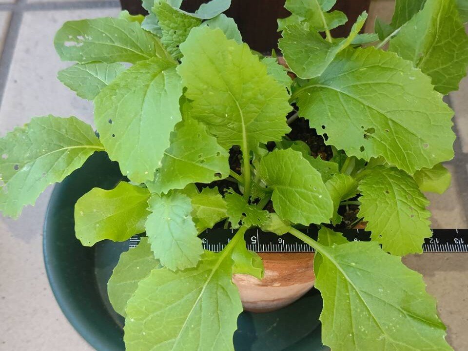 https://www.ige.tohoku.ac.jp/prg/watanabe/as-vegetable2024/2024/10/1729841532740.jpg