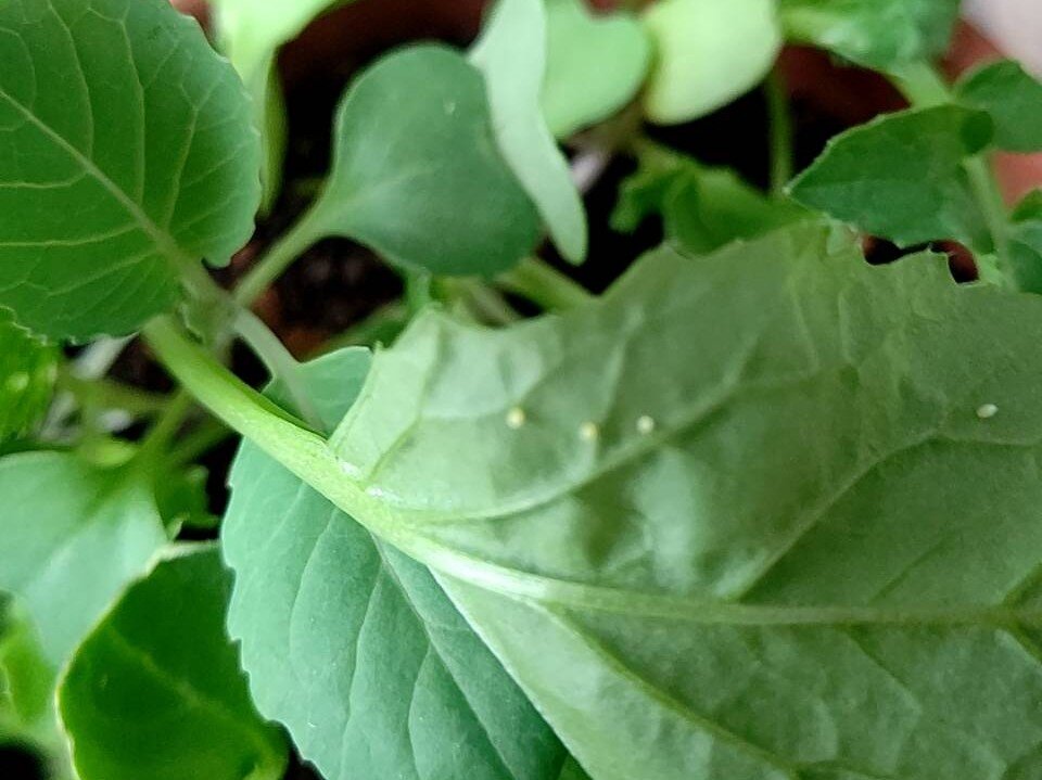 https://www.ige.tohoku.ac.jp/prg/watanabe/as-vegetable2024/2024/10/1729841539626.jpg
