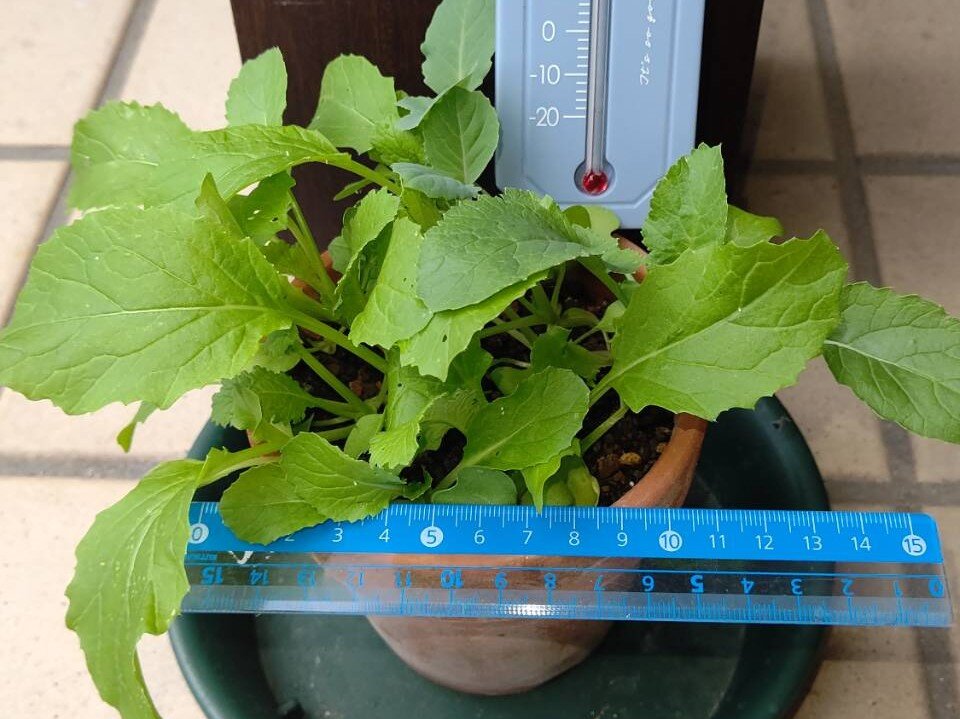https://www.ige.tohoku.ac.jp/prg/watanabe/as-vegetable2024/2024/10/1729841548987.jpg