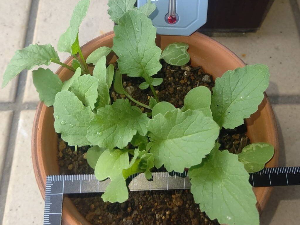 https://www.ige.tohoku.ac.jp/prg/watanabe/as-vegetable2024/2024/10/1729841556598.jpg