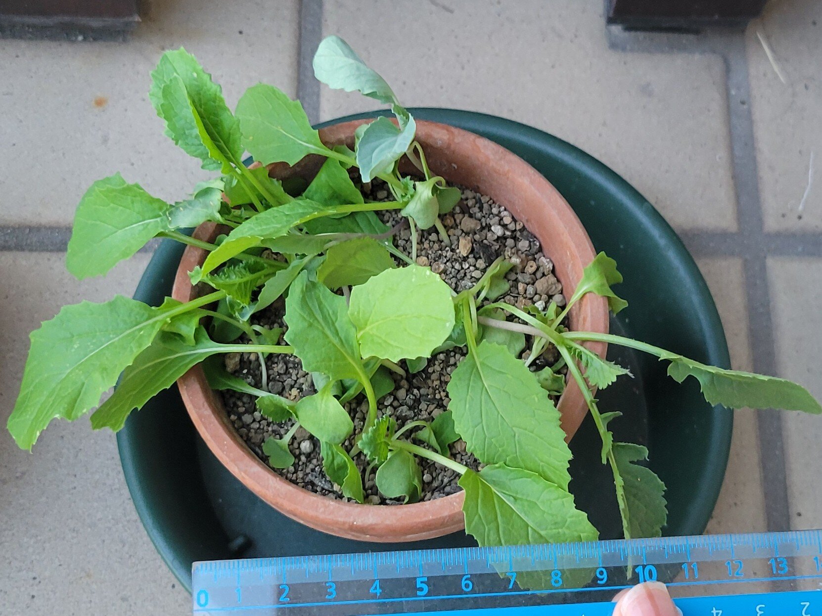 https://www.ige.tohoku.ac.jp/prg/watanabe/as-vegetable2024/2024/10/18b34d2e9dba9e8ac2a931afd7f1a25bfd220996.jpg