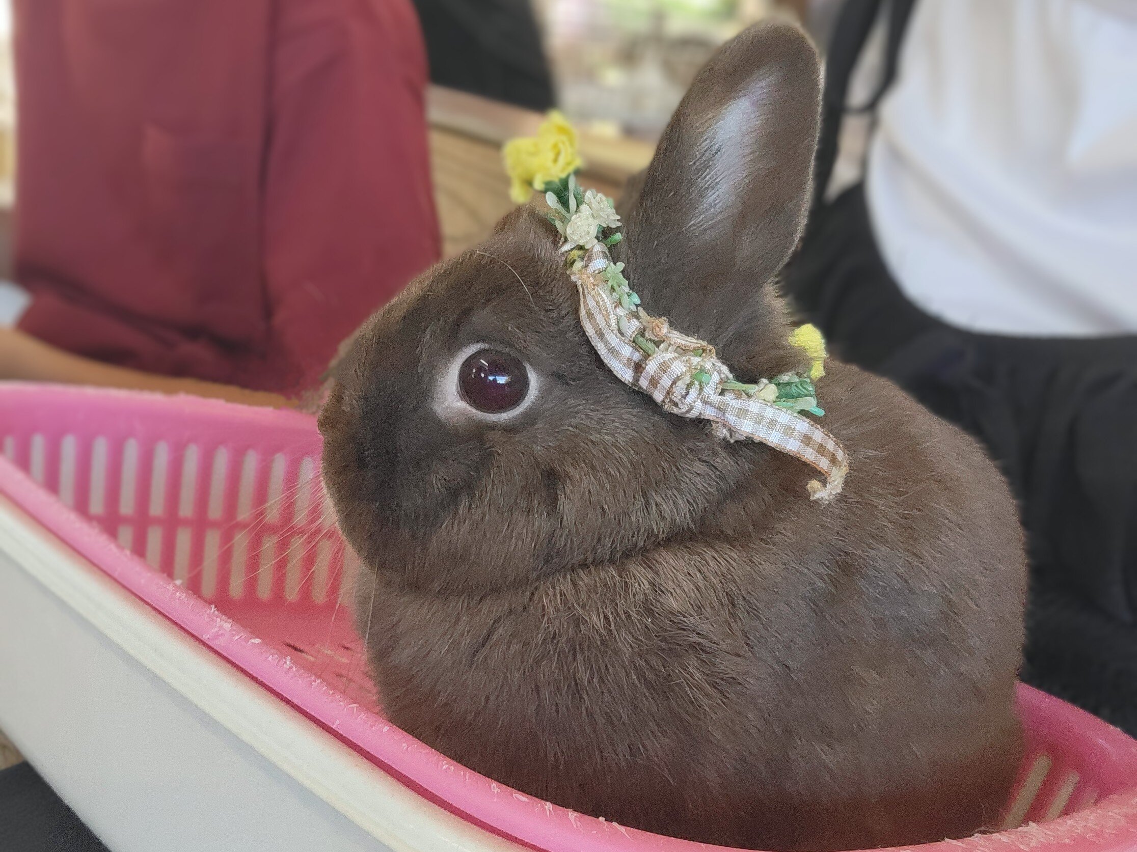 https://www.ige.tohoku.ac.jp/prg/watanabe/as-vegetable2024/2024/10/20240812_094958~2.jpg