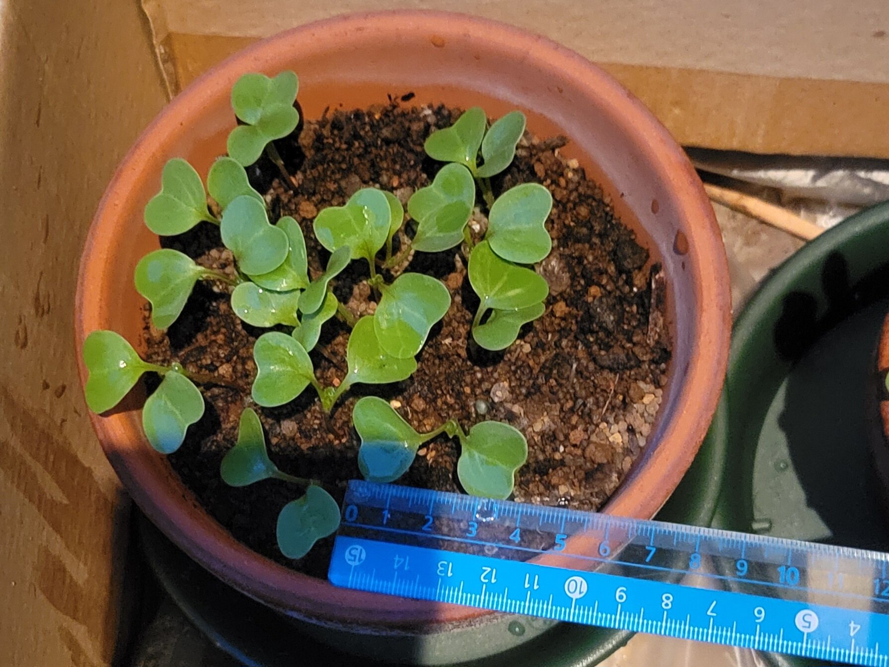 https://www.ige.tohoku.ac.jp/prg/watanabe/as-vegetable2024/2024/10/20241008_172650.jpg