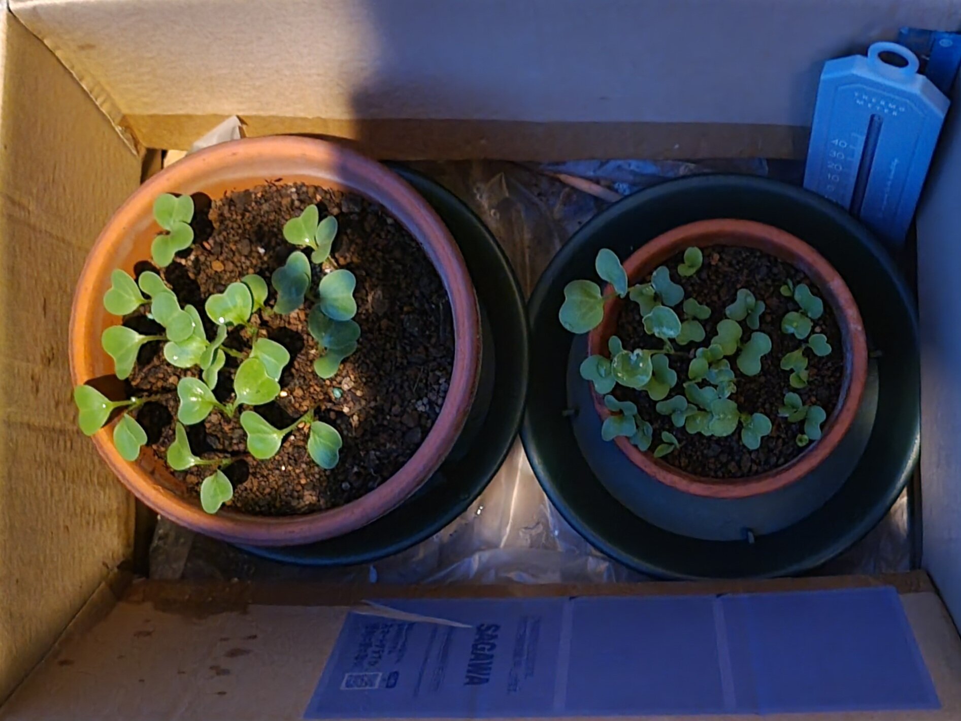 https://www.ige.tohoku.ac.jp/prg/watanabe/as-vegetable2024/2024/10/20241008_172912.jpg