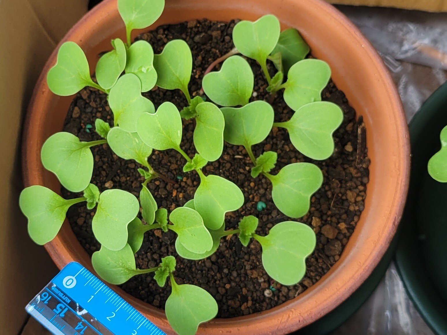 https://www.ige.tohoku.ac.jp/prg/watanabe/as-vegetable2024/2024/10/20241012_075703.jpg