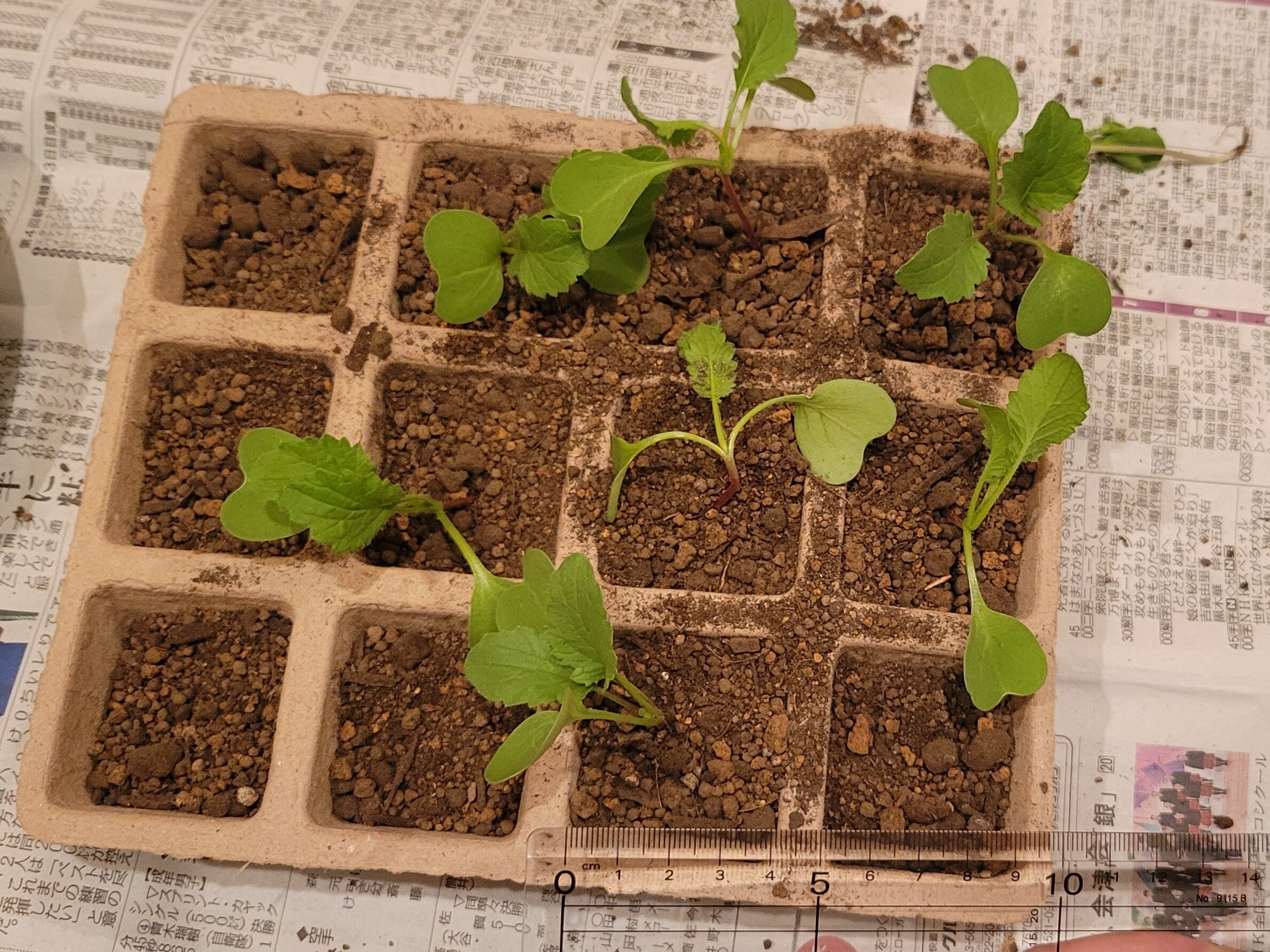 https://www.ige.tohoku.ac.jp/prg/watanabe/as-vegetable2024/2024/10/20241016_191009.jpg