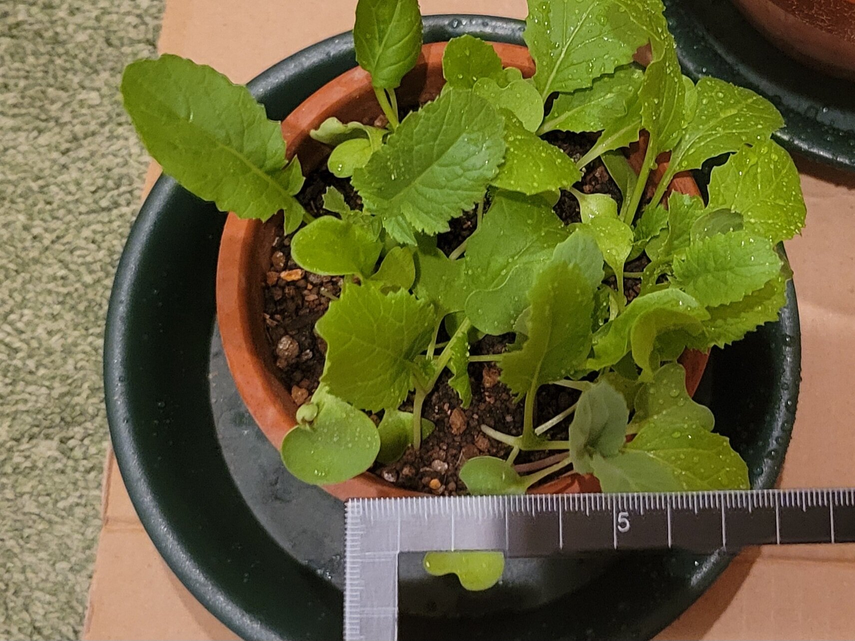 https://www.ige.tohoku.ac.jp/prg/watanabe/as-vegetable2024/2024/10/20241019_174027.jpg