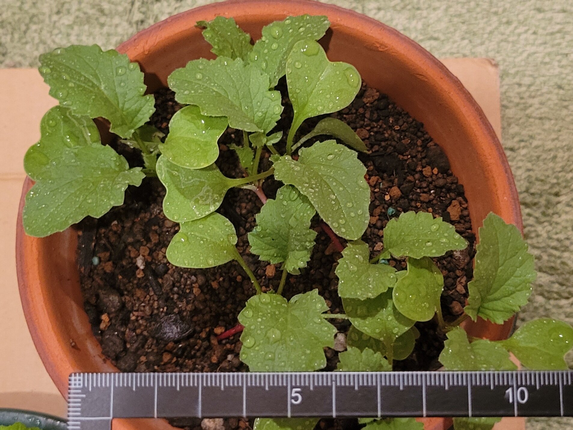 https://www.ige.tohoku.ac.jp/prg/watanabe/as-vegetable2024/2024/10/20241019_174033.jpg