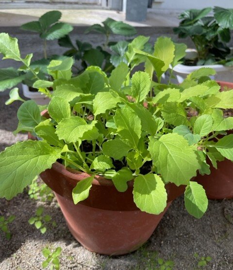https://www.ige.tohoku.ac.jp/prg/watanabe/as-vegetable2024/2024/10/20241029c.jpg