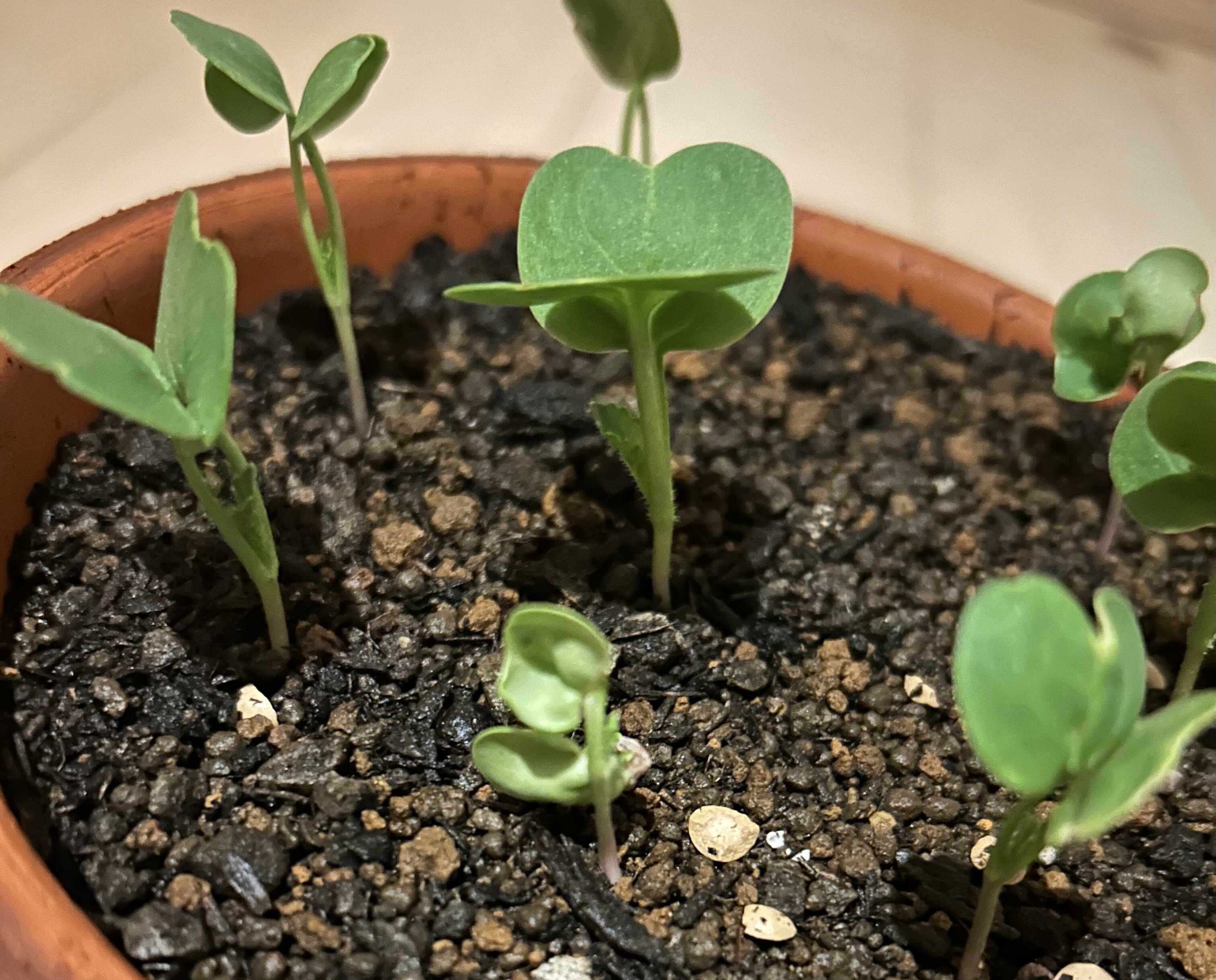 https://www.ige.tohoku.ac.jp/prg/watanabe/as-vegetable2024/2024/10/444ef19a58f6820353ac0852bc5908ea08d57eff.jpeg