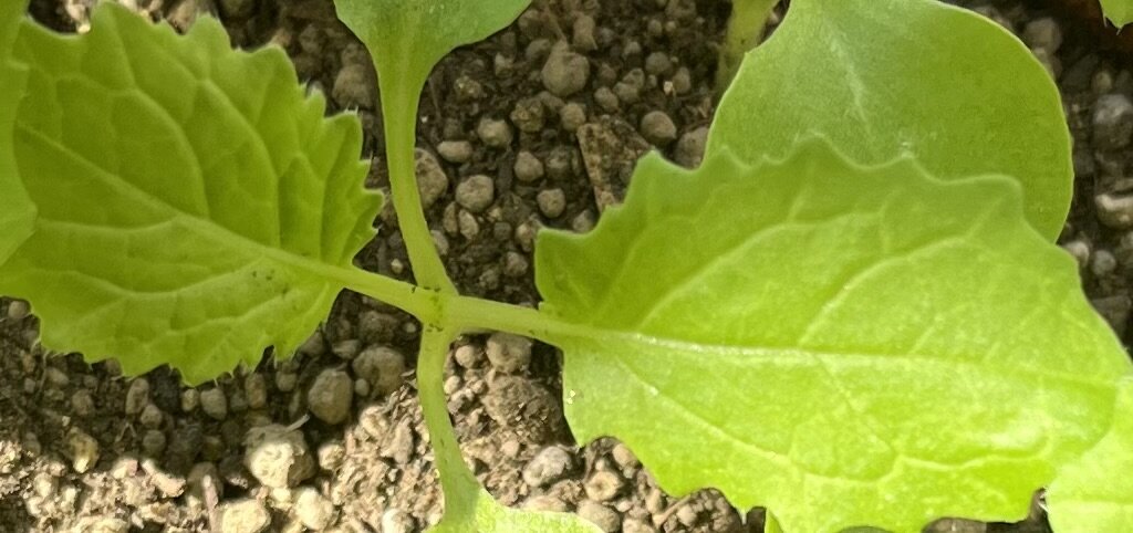 https://www.ige.tohoku.ac.jp/prg/watanabe/as-vegetable2024/2024/10/4b1c22178ade94f1cb2ff7ffc487d2231f519f22.jpg