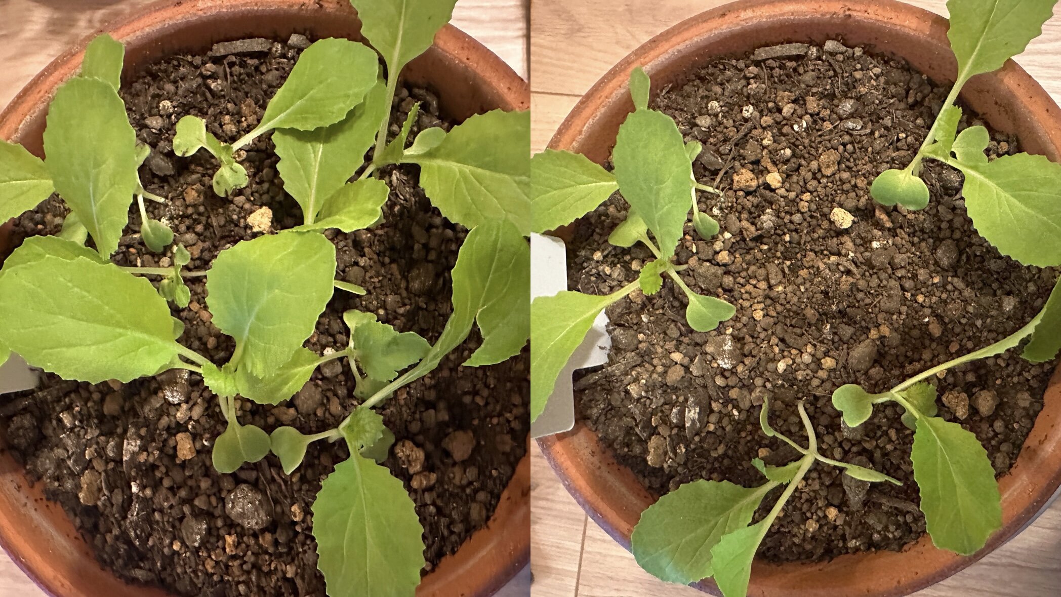 https://www.ige.tohoku.ac.jp/prg/watanabe/as-vegetable2024/2024/10/53373AF7-25D3-498D-B901-FB1E14DD72A6.jpg